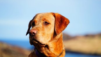 A Labrador looking out over the water on the Isle of Lewis